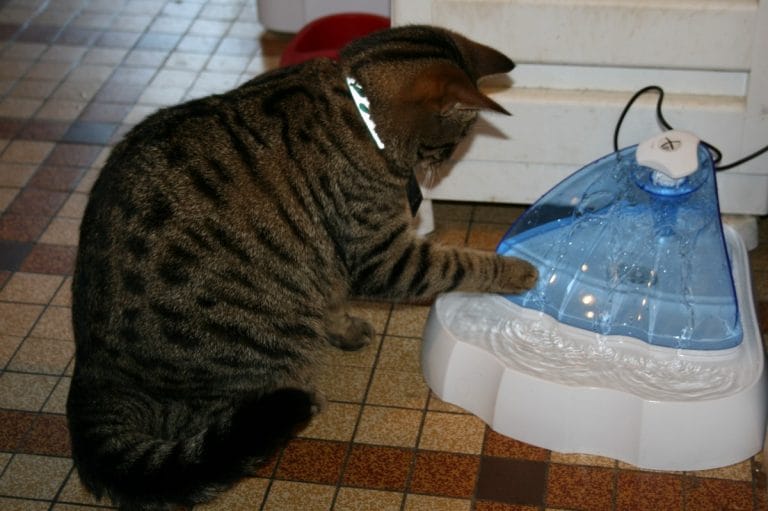 Fontaine à eau pour chat : quels sont les meilleurs modèles disponibles ?
